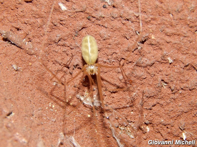 Serie di Araneae del Parco del Ticino